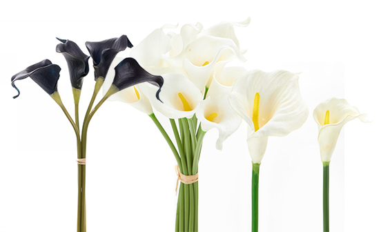 Callas & Tulips