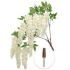 White Wisteria